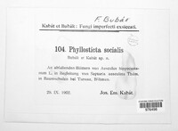 Phyllosticta socialis image